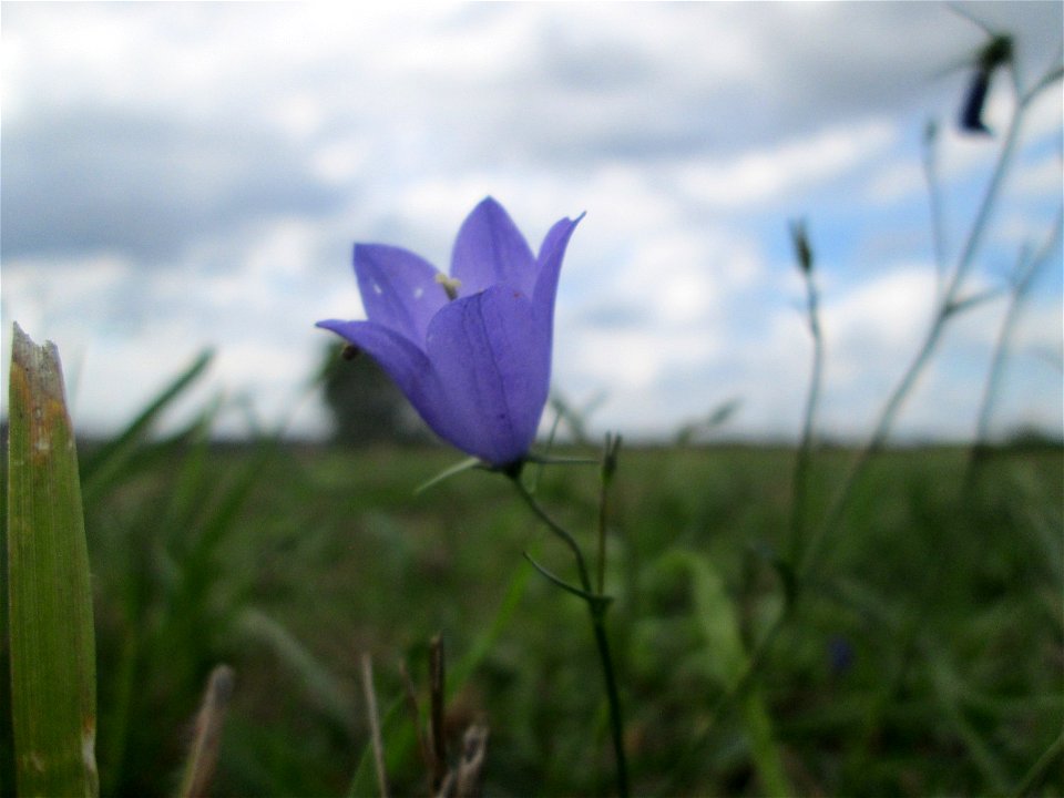 Rundblättrige Glockenblume (Campanula rotundifolia) oberhalb von Fechingen