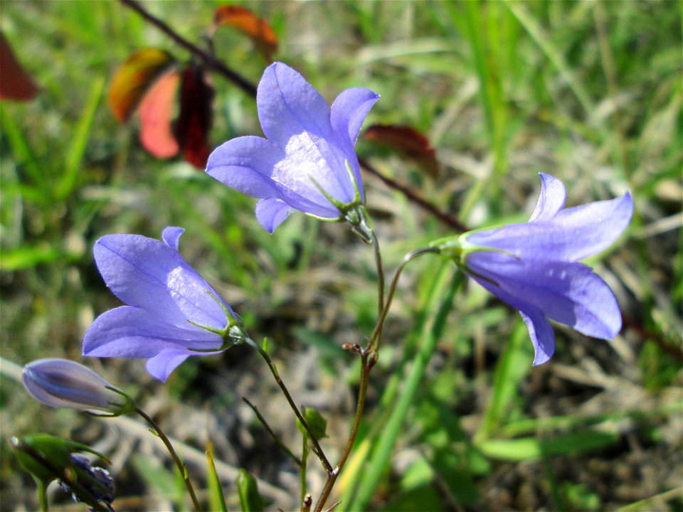 Rundblättrige Glockenblume (Campanula rotundifolia) im Naturschutzgebiet Birzberg