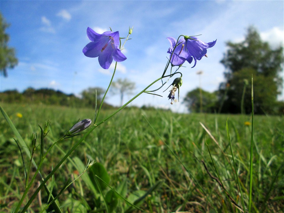Rundblättrige Glockenblume (Campanula rotundifolia) auf einer Streuobstwiese oberhalb von Fechingen