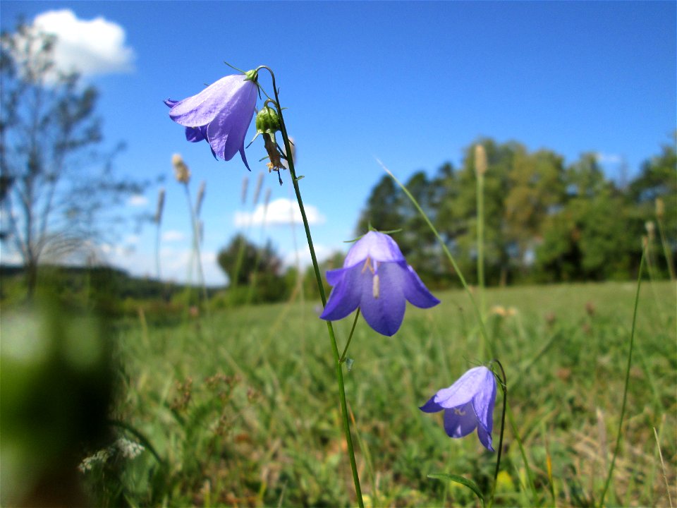 Rundblättrige Glockenblume (Campanula rotundifolia) auf einer Streuobstwiese oberhalb von Fechingen