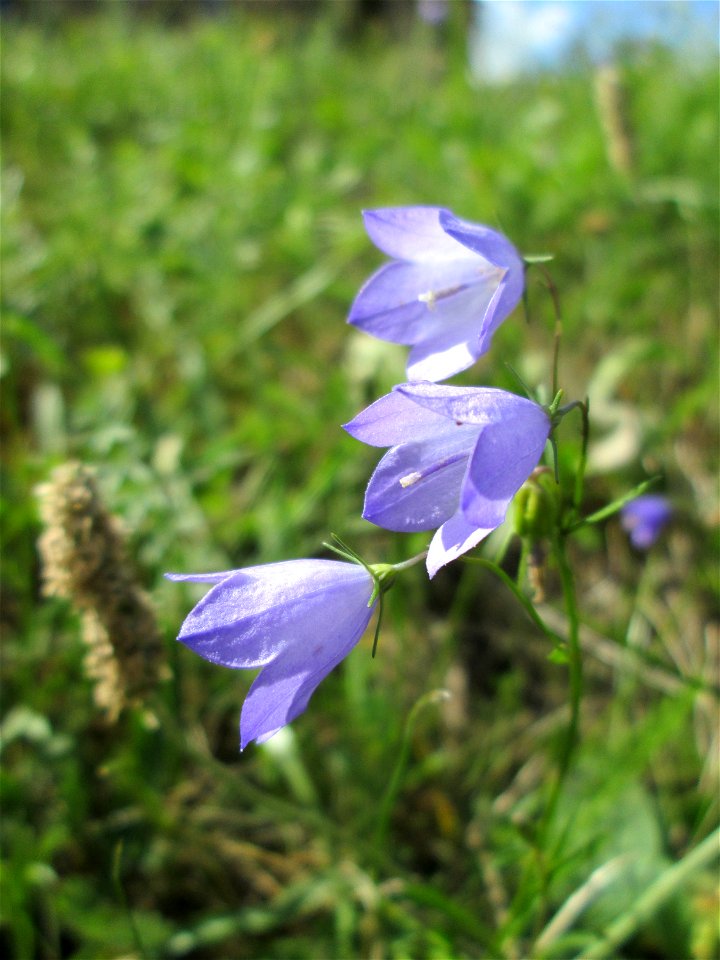 Rundblättrige Glockenblume (Campanula rotundifolia) in Eschringen
