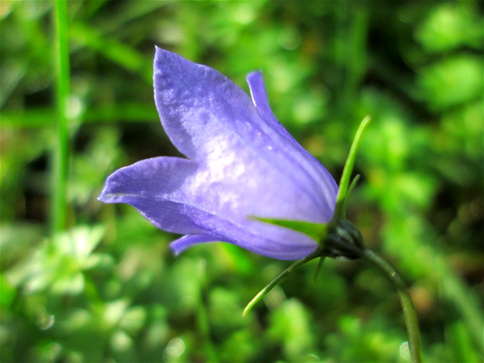 Rundblättrige Glockenblume (Campanula rotundifolia) am Hauptfriedhof in Alt-Saarbrücken