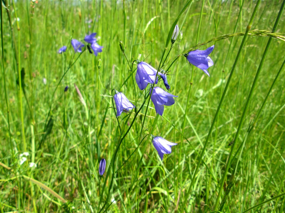 Rundblättrige Glockenblume (Campanula rotundifolia) nahe der Beierwies im Landschaftsschutzgebiet „Wisch- und Wogbachtal“ oberhalb von Fechingen
