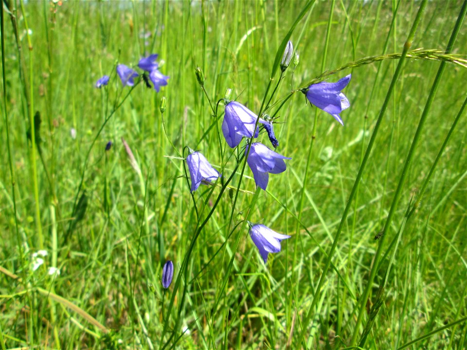 Rundblättrige Glockenblume (Campanula rotundifolia) nahe der Beierwies im Landschaftsschutzgebiet „Wisch- und Wogbachtal“ oberhalb von Fechingen photo