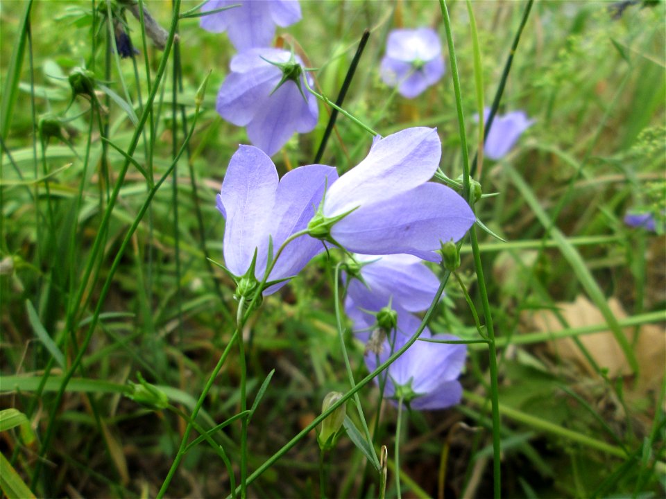 Rundblättrige Glockenblume (Campanula rotundifolia) an der Saar in Alt-Saarbrücken