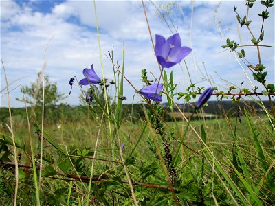 Rundblättrige Glockenblume (Campanula rotundifolia) im Naturschutzgebiet Birzberg