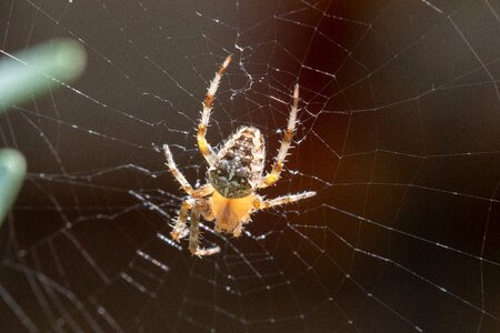 Spider web six legs