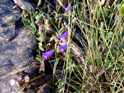 Campanula rotundifolia subsp. willkommii, habitat, Sierra Nevada, Spain