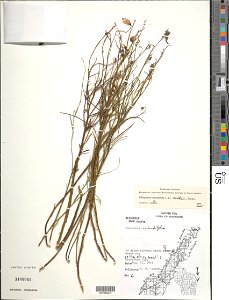 Campanula rotundifolia, collected by Clarke, H. M. on Aug. 21, 1961 in Gibraltar Twp. T30N; R26E; Sect. 17, in ditch running along road photo