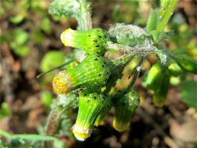 Gewöhnliches Greiskraut (Senecio vulgaris) in Hockenheim