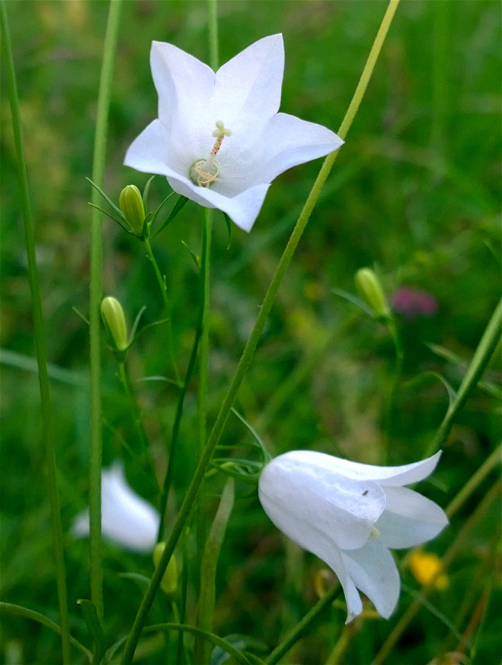 Harebell, white variant photo