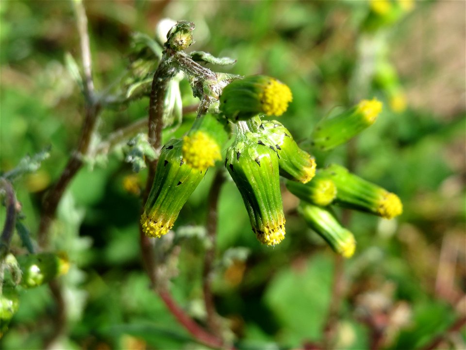 Gewöhnliches Greiskraut (Senecio vulgaris) in Hockenheim