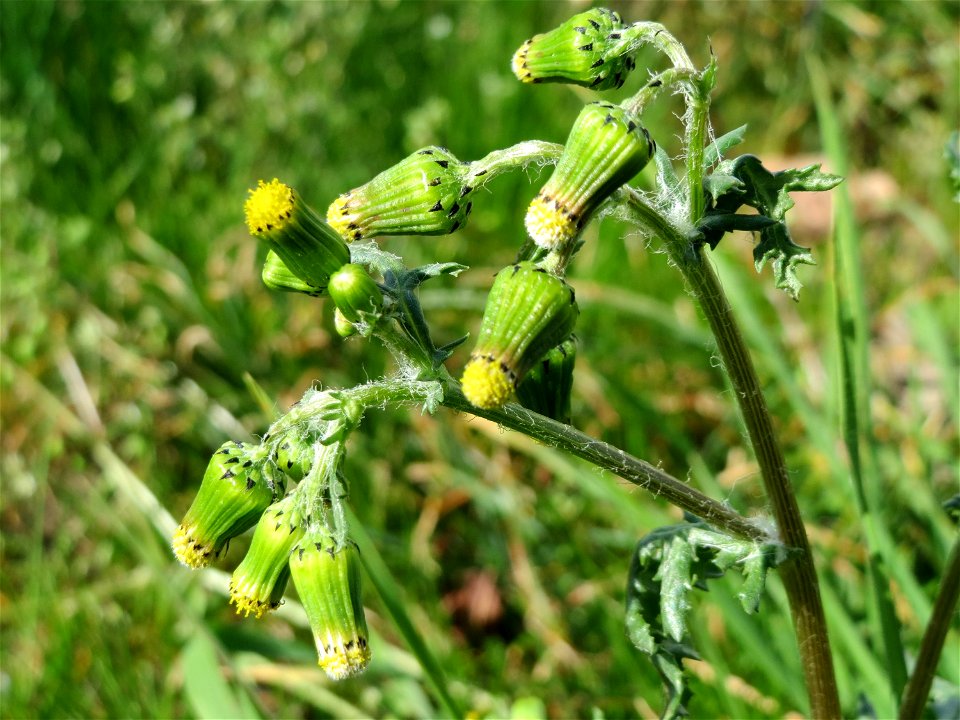 Gewöhnliches Greiskraut (Senecio vulgaris) in Hockenheim