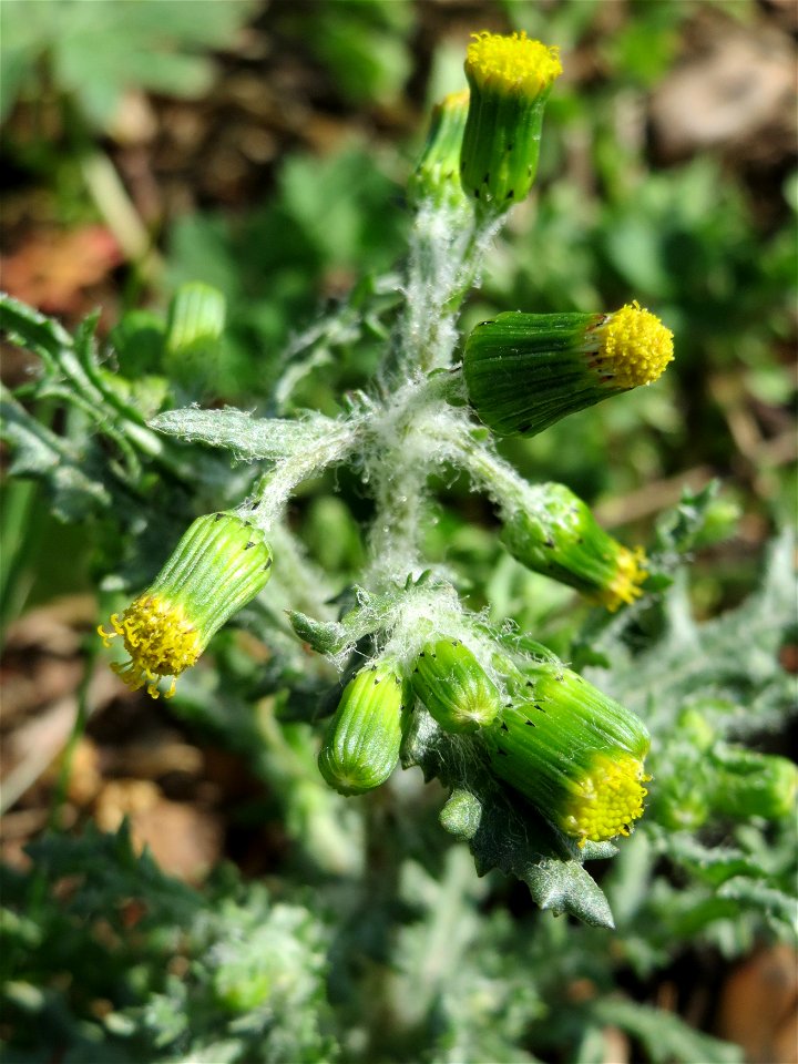 Gewöhnliches Greiskraut (Senecio vulgaris) in Hockenheim