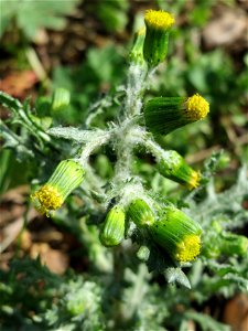 Gewöhnliches Greiskraut (Senecio vulgaris) in Hockenheim