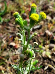 Gewöhnliches Greiskraut (Senecio vulgaris) in Hockenheim