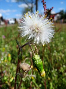 Gewöhnliches Greiskraut (Senecio vulgaris) in Hockenheim