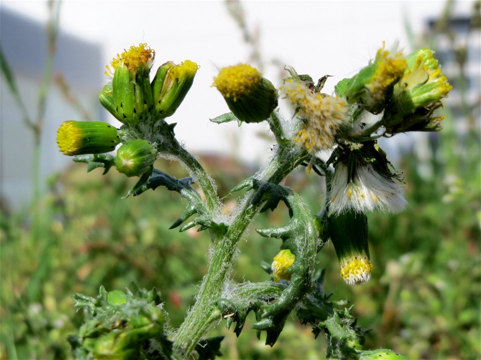 Gewöhnliches Greiskraut (Senecio vulgaris) in Hockenheim