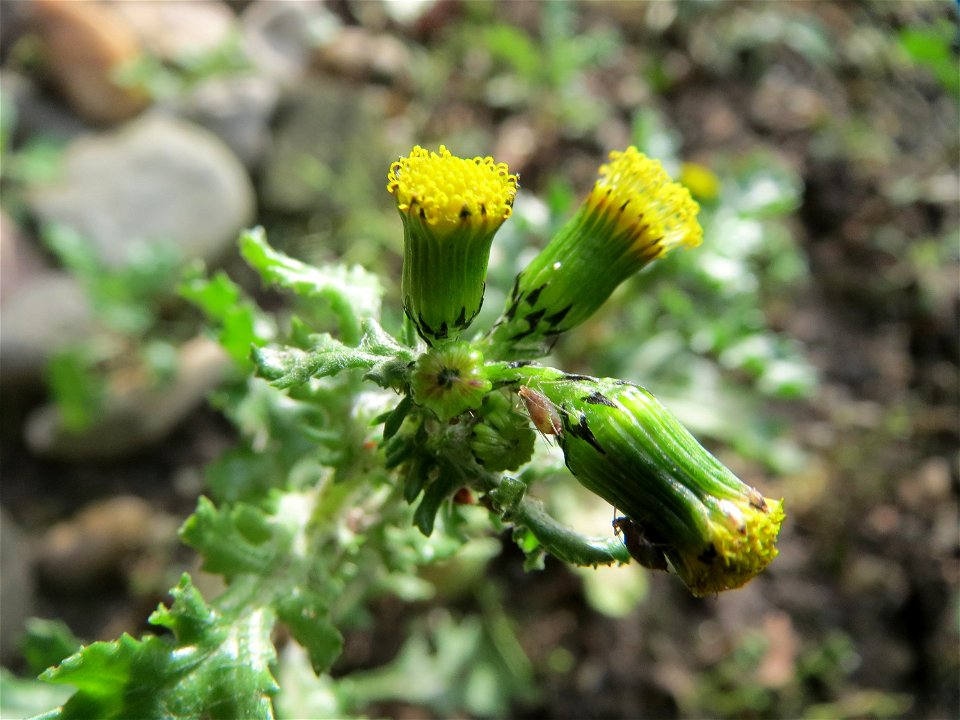 Gewöhnliches Greiskraut (Senecio vulgaris) in Hockenheim