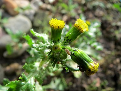 Gewöhnliches Greiskraut (Senecio vulgaris) in Hockenheim