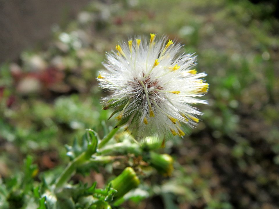Gewöhnliches Greiskraut (Senecio vulgaris) in Hockenheim