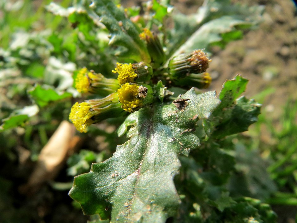 Gewöhnliches Greiskraut (Senecio vulgaris) in Hockenheim