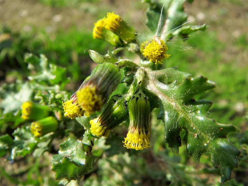 Gewöhnliches Greiskraut (Senecio vulgaris) in Hockenheim