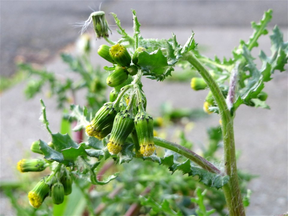 Gewöhnliches Greiskraut (Senecio vulgaris) in Heidelberg