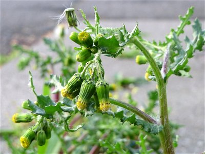 Gewöhnliches Greiskraut (Senecio vulgaris) in Heidelberg