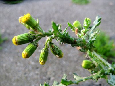 Gewöhnliches Greiskraut (Senecio vulgaris) in Heidelberg