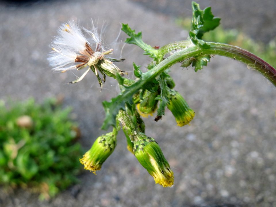 Gewöhnliches Greiskraut (Senecio vulgaris) in Heidelberg