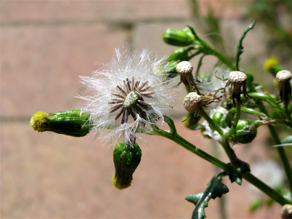 Gewöhnliches Greiskraut (Senecio vulgaris) in Hockenheim