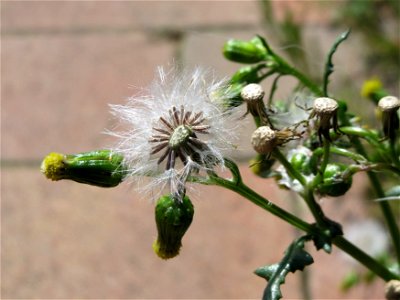Gewöhnliches Greiskraut (Senecio vulgaris) in Hockenheim