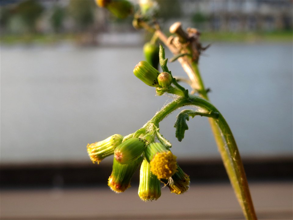 Gewöhnliches Greiskraut (Senecio vulgaris) in Heidelberg