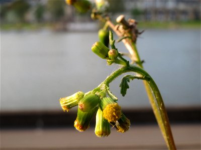 Gewöhnliches Greiskraut (Senecio vulgaris) in Heidelberg