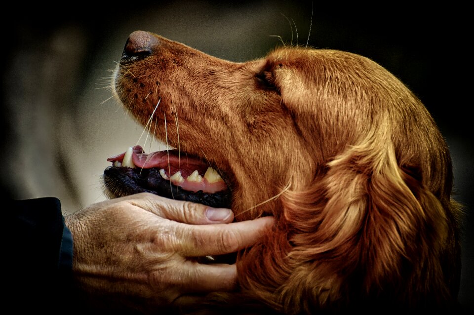 Dog fur light brown