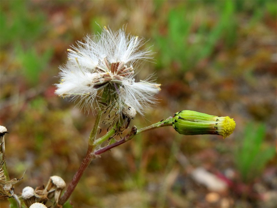 Gewöhnliches Greiskraut (Senecio vulgaris) in der Kurfürstenanlage in Heidelberg