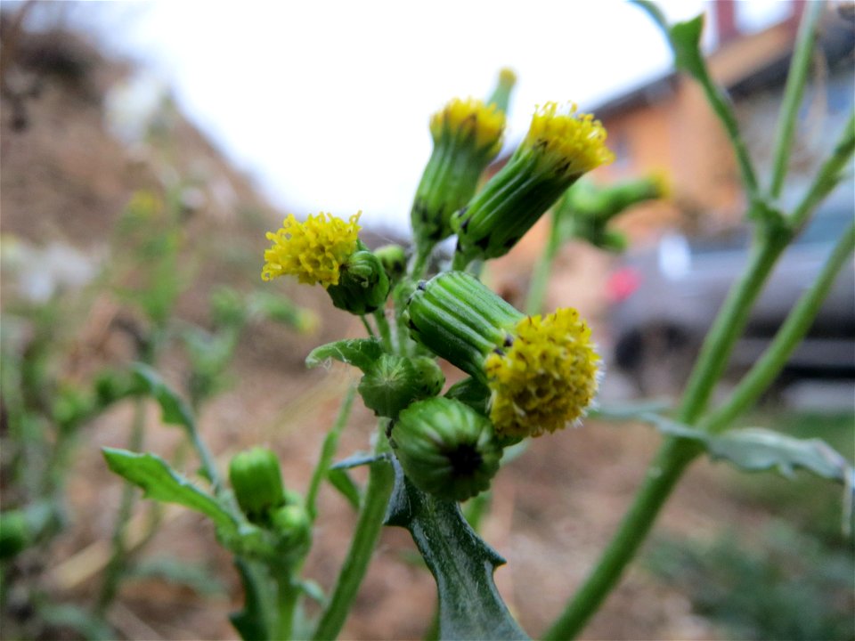 Gewöhnliches Greiskraut (Senecio vulgaris) auf einer Ruderalfläche an der Berlinallee in Hockenheim