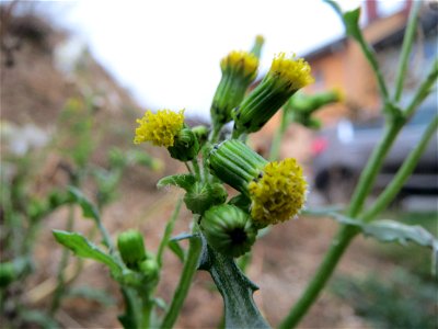 Gewöhnliches Greiskraut (Senecio vulgaris) auf einer Ruderalfläche an der Berlinallee in Hockenheim