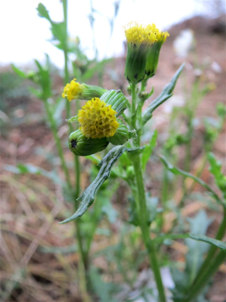 Gewöhnliches Greiskraut (Senecio vulgaris) auf einer Ruderalfläche an der Berlinallee in Hockenheim