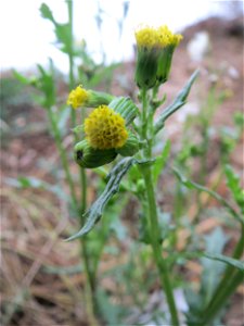 Gewöhnliches Greiskraut (Senecio vulgaris) auf einer Ruderalfläche an der Berlinallee in Hockenheim