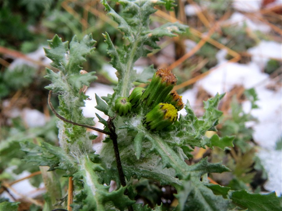 Gewöhnliches Greiskraut (Senecio vulgaris) auf einer Ruderalfläche an der Berlinallee in Hockenheim