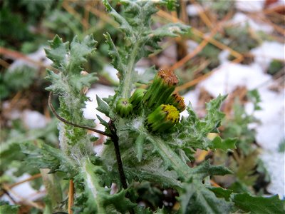 Gewöhnliches Greiskraut (Senecio vulgaris) auf einer Ruderalfläche an der Berlinallee in Hockenheim
