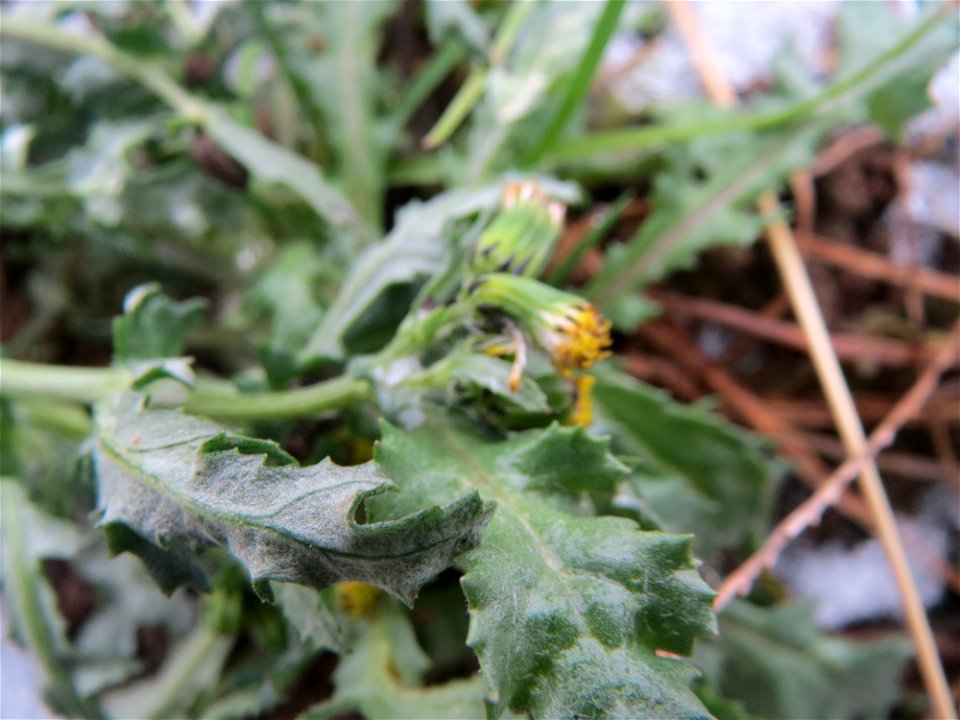 Gewöhnliches Greiskraut (Senecio vulgaris) auf einer Ruderalfläche an der Berlinallee in Hockenheim