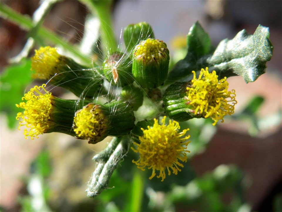 Gewöhnliches Greiskraut (Senecio vulgaris) in Hockenheim