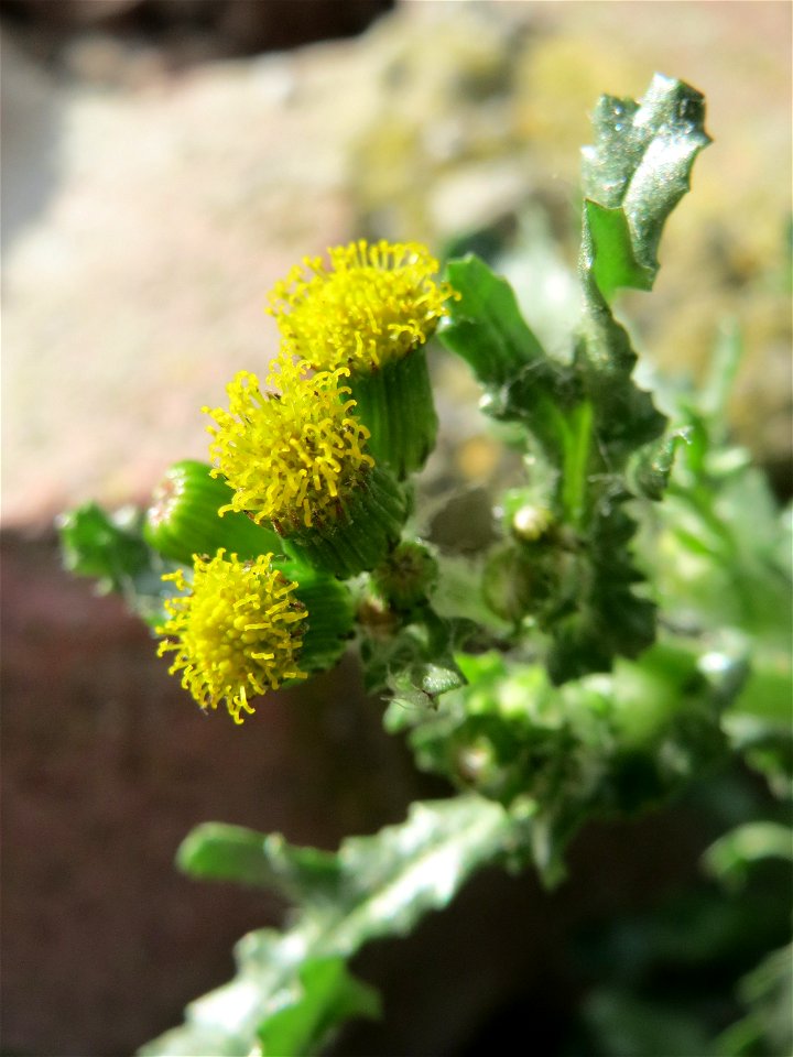 Gewöhnliches Greiskraut (Senecio vulgaris) in Hockenheim