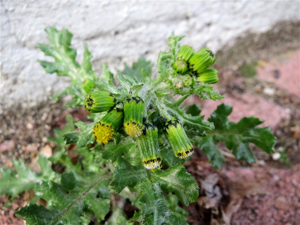 Gewöhnliches Greiskraut (Senecio vulgaris) in Hockenheim