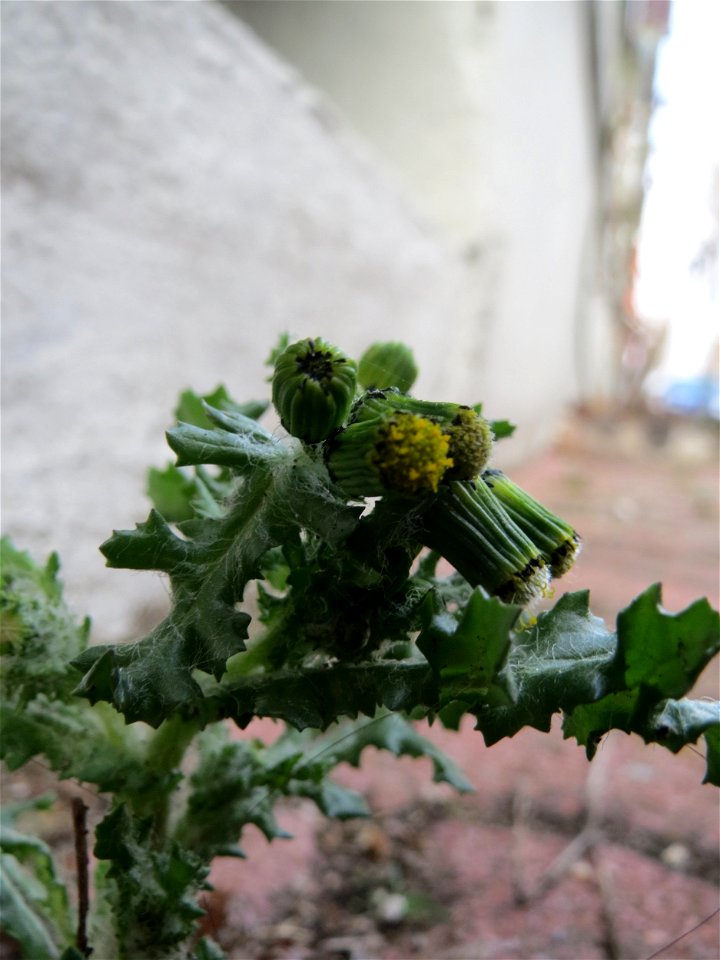 Gewöhnliches Greiskraut (Senecio vulgaris) in Hockenheim