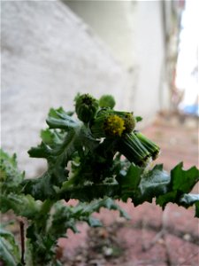 Gewöhnliches Greiskraut (Senecio vulgaris) in Hockenheim