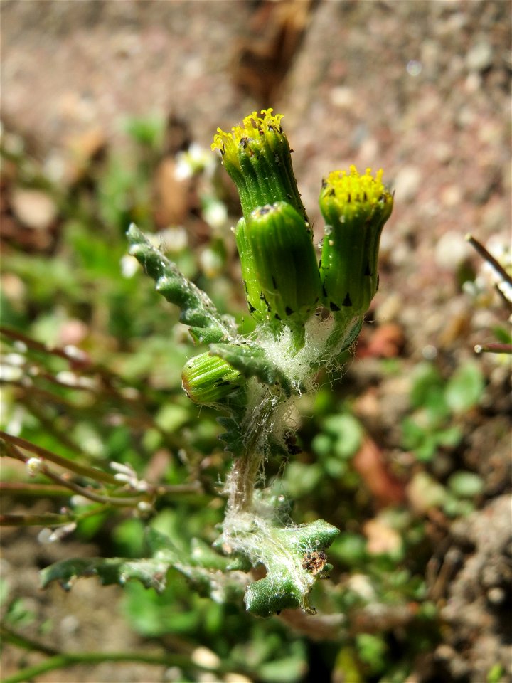 Ritzenbotanik: Gewöhnliches Greiskraut (Senecio vulgaris) in Hockenheim